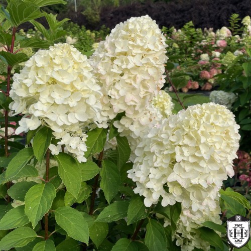 Hydrangea paniculata 'Sugar Rush' - Aedhortensia 'Sugar Rush' C2/2L